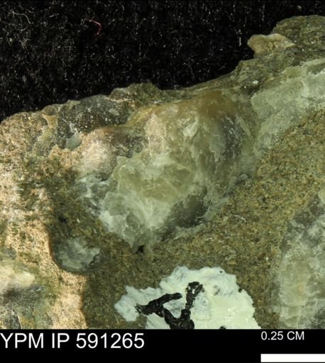 Ostrea translucida