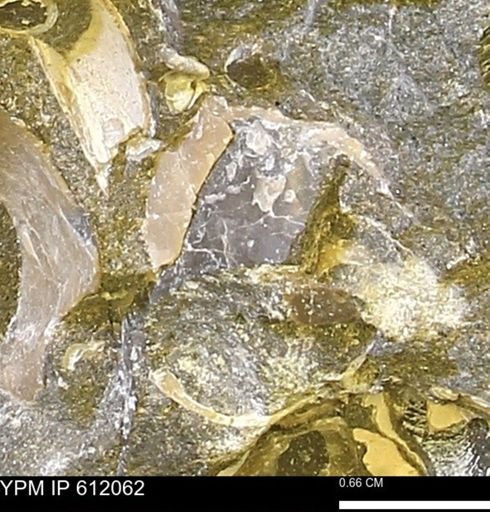 Pseudoptera subtortuosa