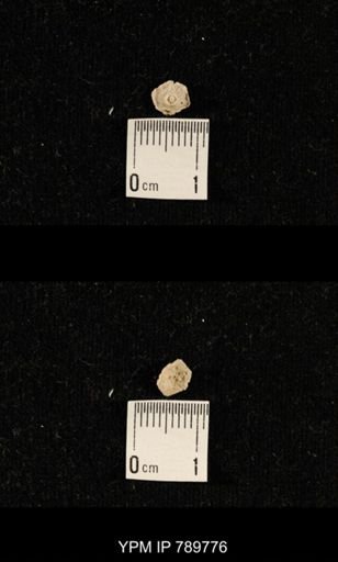 undet. Crinoidea