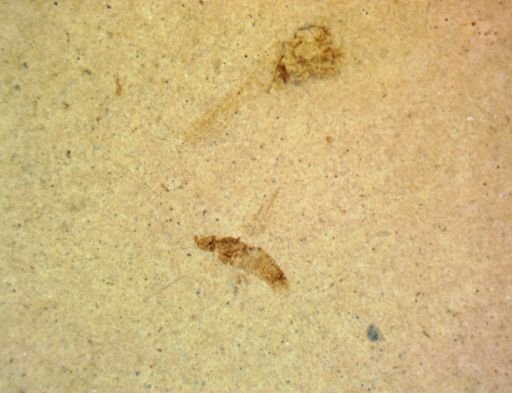 undet. Hexapoda