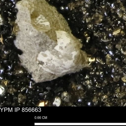 Euspira sp.