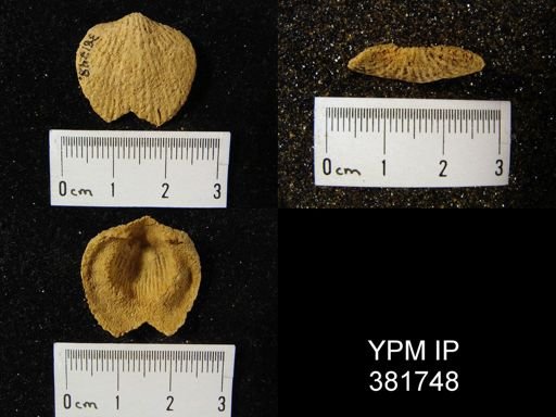 Atrypa reticularis