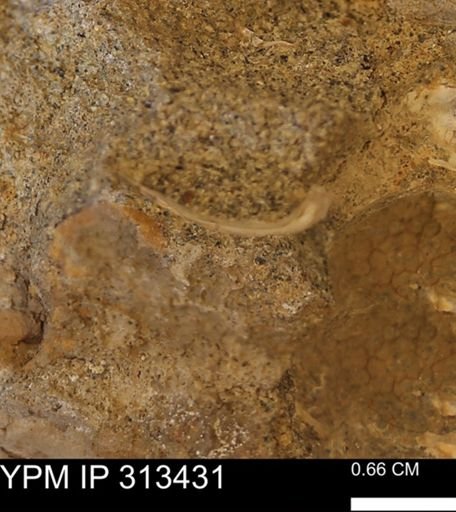 Corbicula sp.