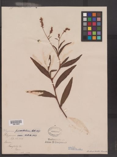 Polygonum punctatum