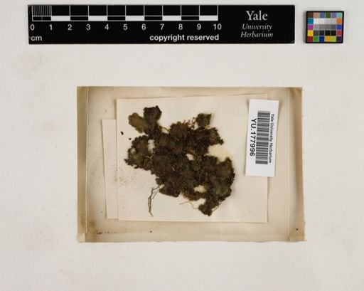 Plantae