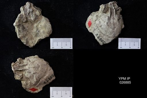 Pacifastacus chenoderma