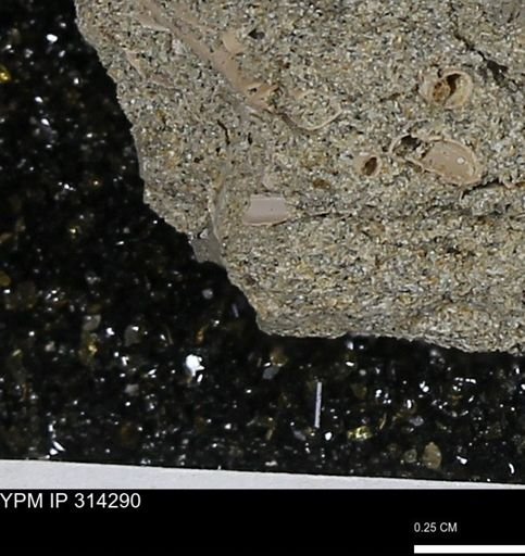 undet. Scaphopoda