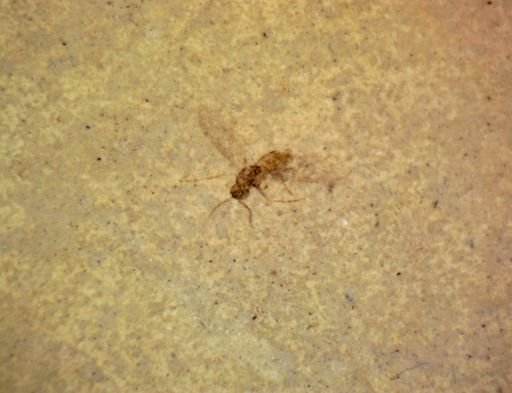 undet. Diptera