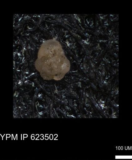 undet. Foraminiferida
