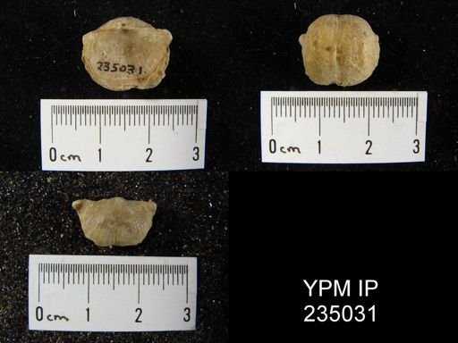 Marginifera haydenensis
