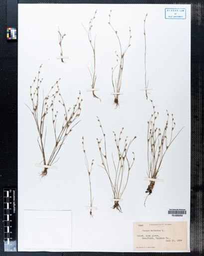 Juncus bufonius