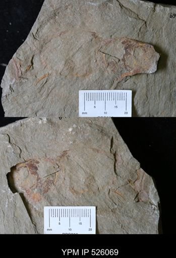 undet. Arthropoda