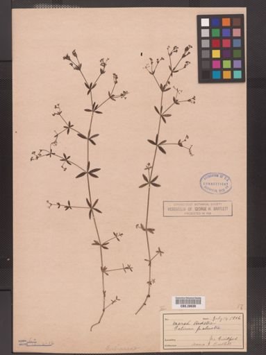 Galium palustre