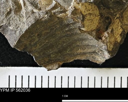 Scaphites sp.