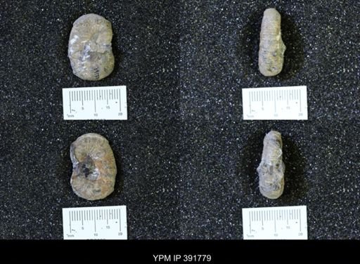 Scaphites whitfieldi