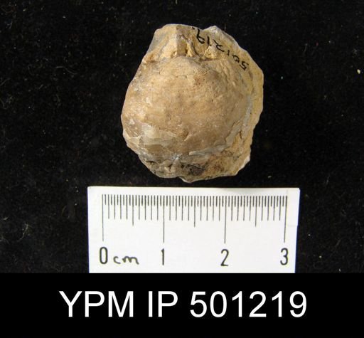 Productus sp.