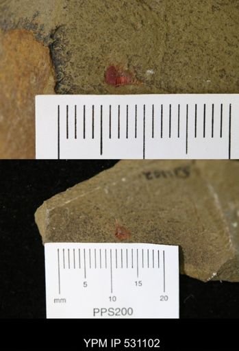undet. Xiphosurida