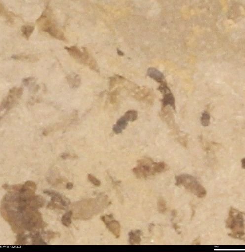 undet. Hymenoptera