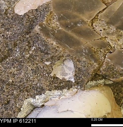 undet. Bivalvia