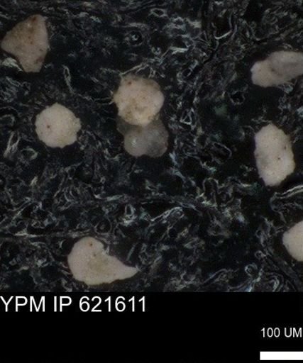 undet. Foraminiferida