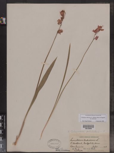 Limodorum tuberosum