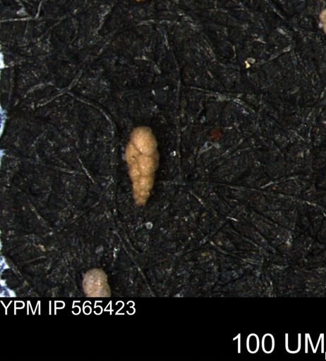 Verneuilina canadensis