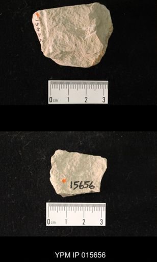 Paleuthygramma acuta