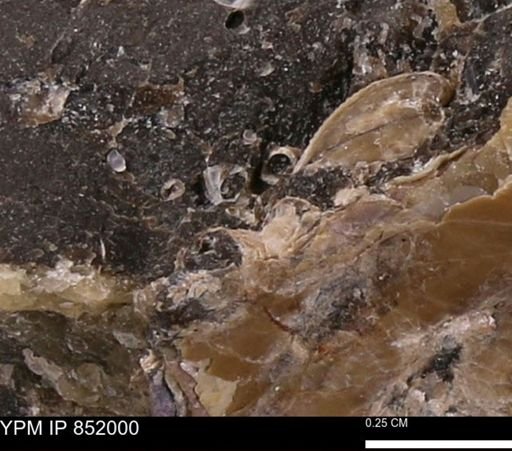 undet. Foraminifera
