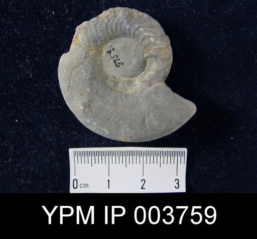 Stenarcestes leiostracus