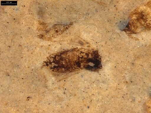 Diptera?