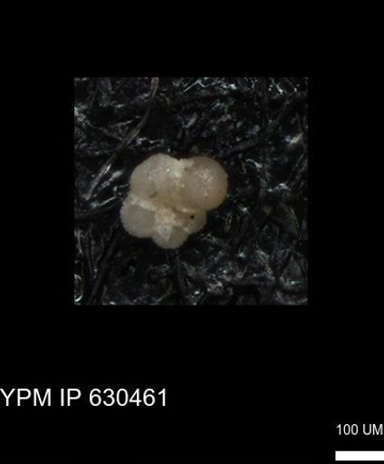 undet. Rugoglobigerinidae