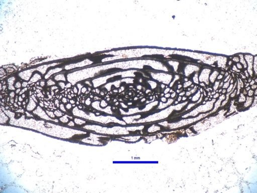 Triticites primarius