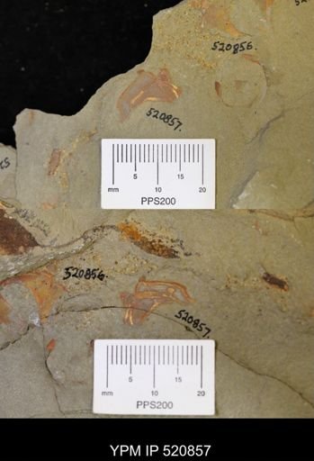 Thoralicystis sp.