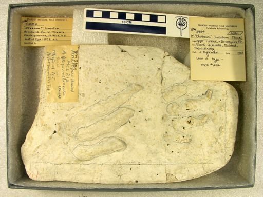 Apatopus lineatus