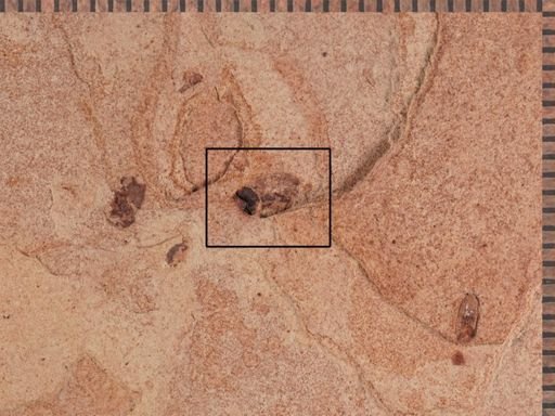 undet. Curculionidae
