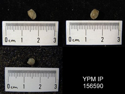 Zygospira recurvirostra
