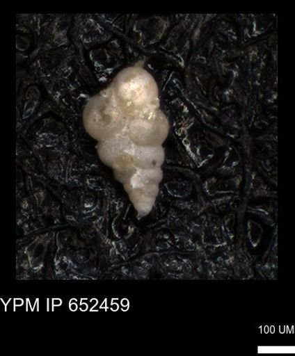 undet. Heterohelicidae