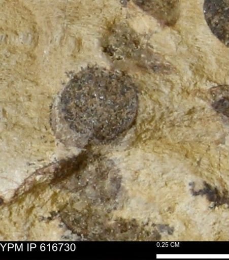 Teredo sp.