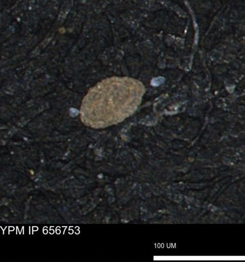 Spirolocammina planula