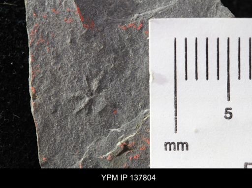 Eocystites primaevus