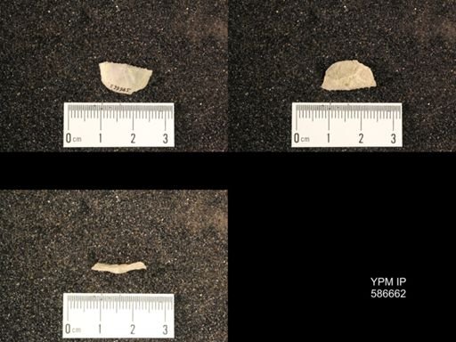 Chonetes granulifer