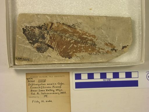 Diplomystus analis