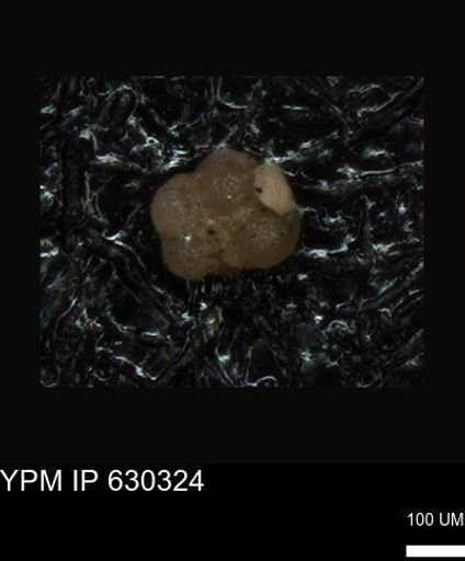 undet. Foraminiferida
