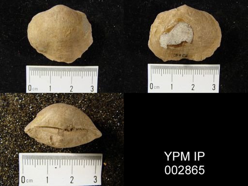 Schizophoria striatula
