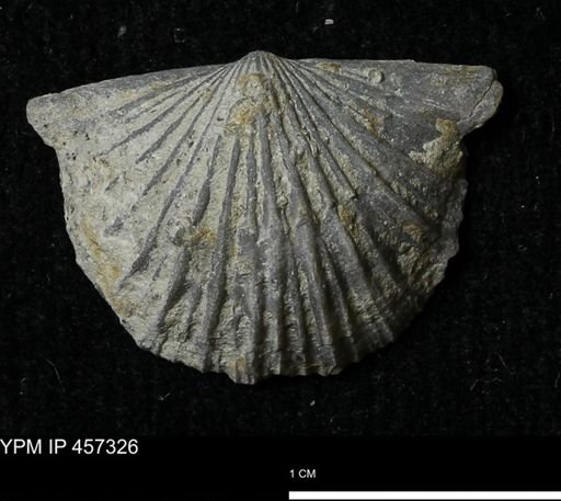 Stropheodonta erratica solidicosta