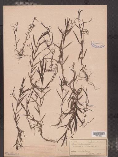Veronica scutellata
