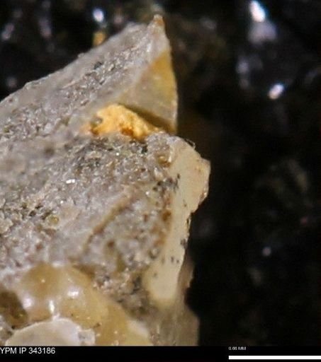 undet. Scaphitidae