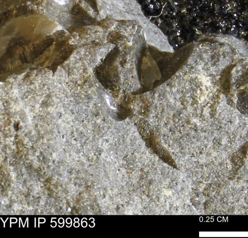 Protocardia subquadrata