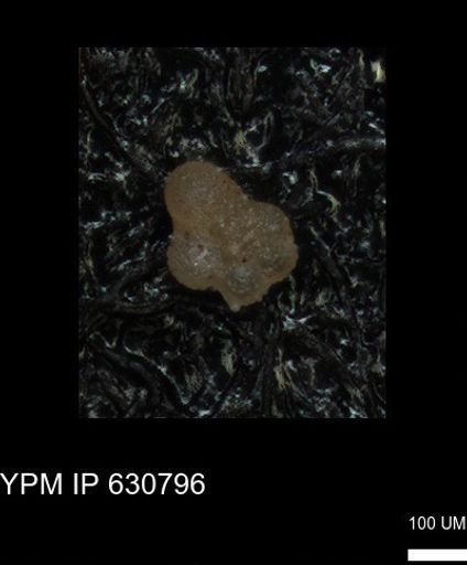 undet. Rugoglobigerinidae