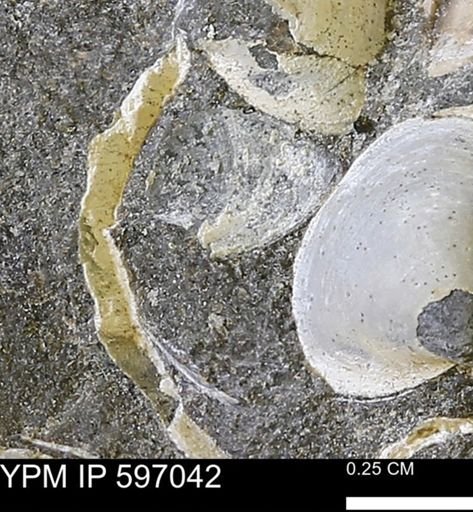 undet. Bivalvia